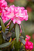 Rhododendron yakushimanum 'Pink Cherub'