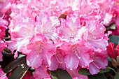 Rhododendron 'Germania'®