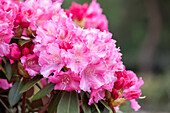 Rhododendron 'Germania'®