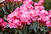 Rhododendron yakushimanum 'Pink Cherub' 'Pink Cherub