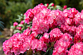 Rhododendron 'Germania'®