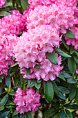 Rhododendron hybrid (large-flowered)