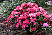 Rhododendron yakushimanum 'Beacon' ®