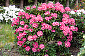 Rhododendron yakushimanum 'Beacon