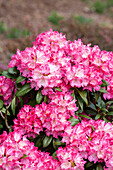 Rhododendron yakushimanum 'Fantastica'