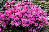 Rhododendron 'Diadem'