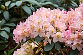 Rhododendron yakushimanum 'Yaku Queen'