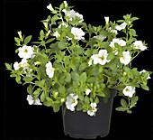 Calibrachoa