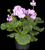 Pelargonium zonale