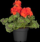 Pelargonium zonale