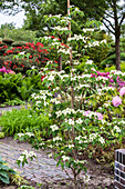 Cornus kousa chinensis 'China Girl'