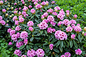 Rhododendron insigne 'Countess Sonja