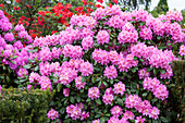 Rhododendron hybride (großblumig)