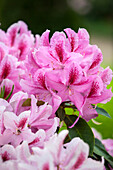 Rhododendron hybride (großblumig)