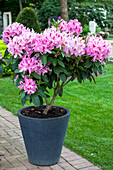 Rhododendron hybride (großblumig)