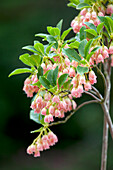 Enkianthus campanulatus