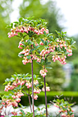 Enkianthus campanulatus