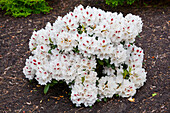 Rhododendron yakushimanum 'Harkwood Premiere'.