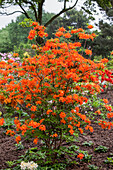 Rhododendron luteum 'Coccinea Speciosa'