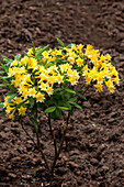 Rhododendron Narcissiflorum