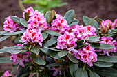 Rhododendron 'Belami'®