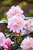 Rhododendron 'Dagmar