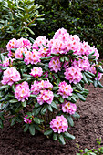 Rhododendron 'Scintillation