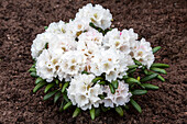 Rhododendron yakushimanum 'Edelweiss