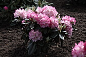 Rhododendron yakushimanum 'Fantastica'