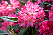 Rhododendron yakushimanum 'Beacons