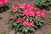 Rhododendron yakushimanum 'Astrid'®