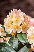 Rhododendron yakushimanum 'Percy Wiseman' ®