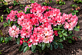 Rhododendron 'Julia