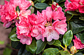Rhododendron 'Julia