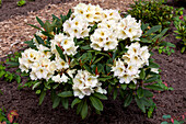 Rhododendron yakushimanum 'Golden Melody'