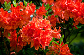 Rhododendron molle 'Dr. M. Oosthoek'