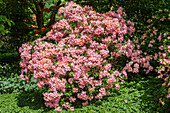 Rhododendron 'Beauté de Flandre' molle