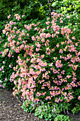 Rhododendron 'Compte de Egmond'