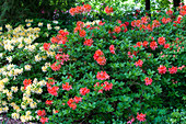 Rhododendron molle 'Von Gneist'