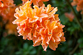 Rhododendron 'Radiant' molle