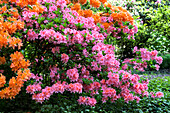 Rhododendron luteum, rosa