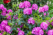 Rhododendron williamsianum 'Andrea'