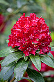 Rhododendron 'Sammetglut' (Glowing together)