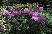 Rhododendron 'Saba'