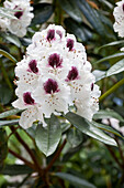 Rhododendron Maroon Sappho