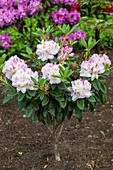 Rhododendron 'Gomer Waterer
