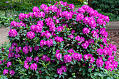 Rhododendron 'Omega'