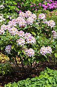 Rhododendron 'Papilionaceum'
