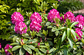 Rhododendron 'Passion'