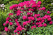 Rhododendron Raphael